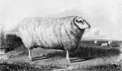 Ein Leicester-Widder, graviert von Thomas Landseer